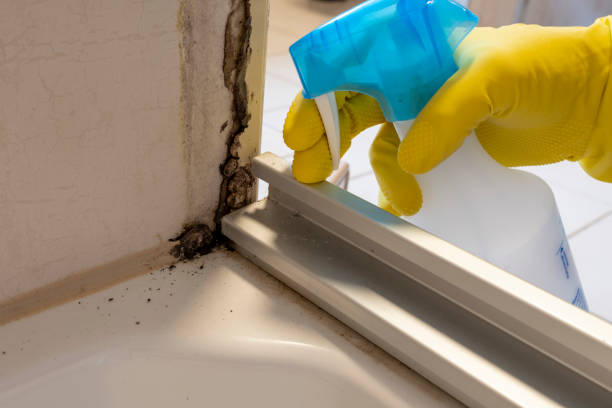 Mold Odor Removal Services in Cottonwood Shores, TX